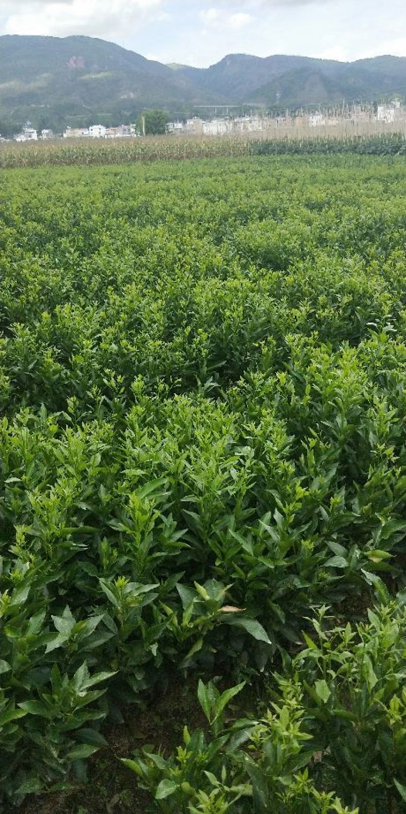 香橙砧无籽沃柑苗30公分出圃免费提供技术指导