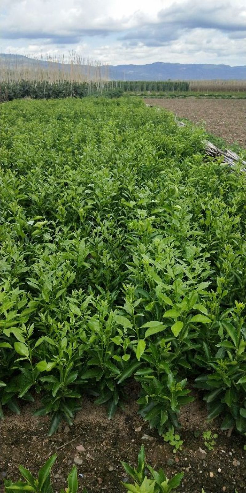 香橙砧无籽沃柑苗30公分出圃免费提供技术指导
