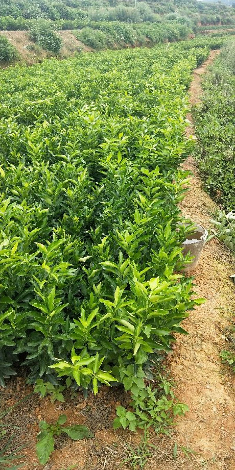 香橙砧无籽沃柑苗30公分出圃免费提供技术指导