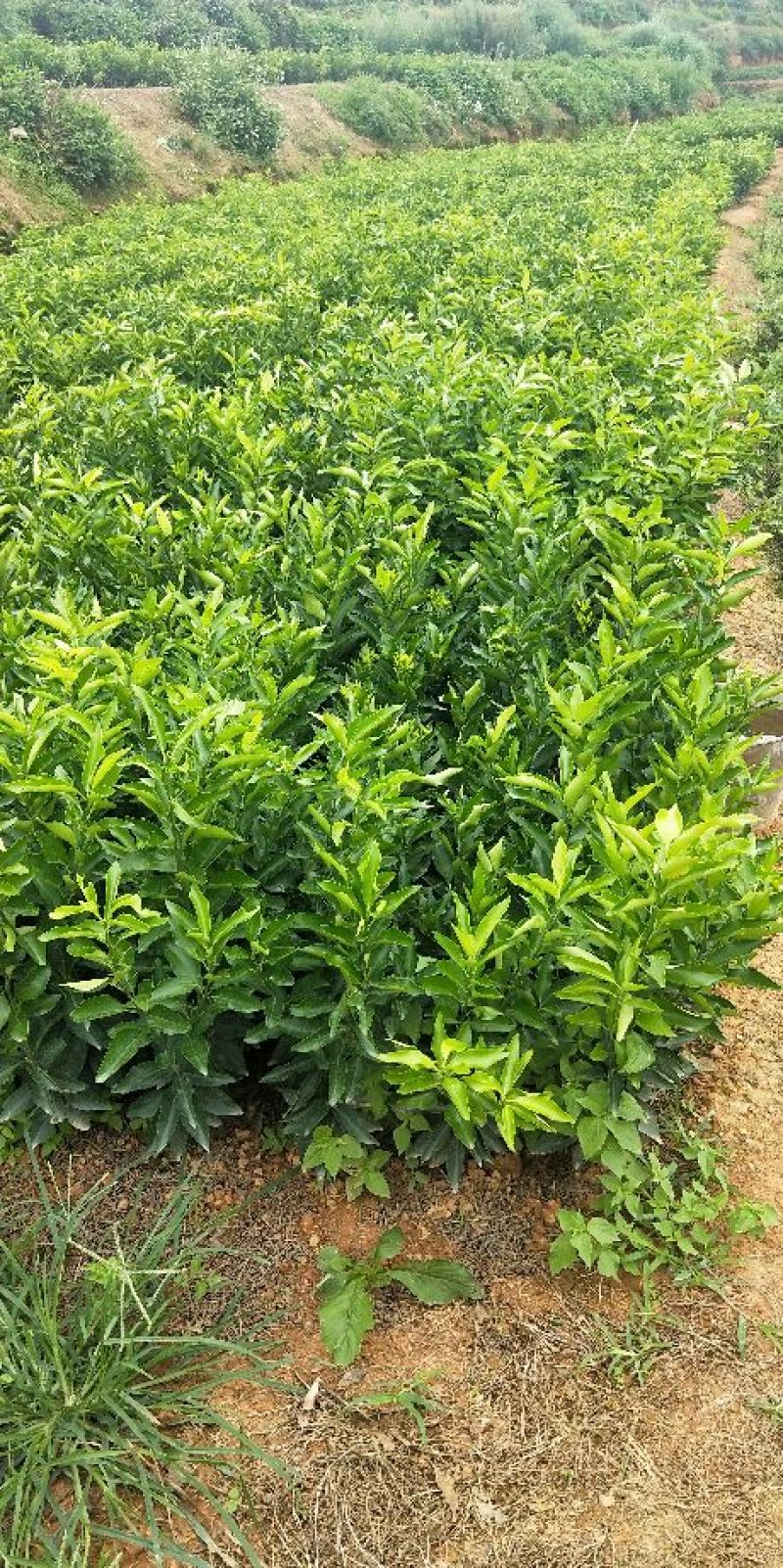 香橙砧无籽沃柑苗30公分出圃免费提供技术指导
