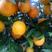 夏橙，秭归夏橙，万亩果园直供，夏天里的橙子口感甜，爆汁