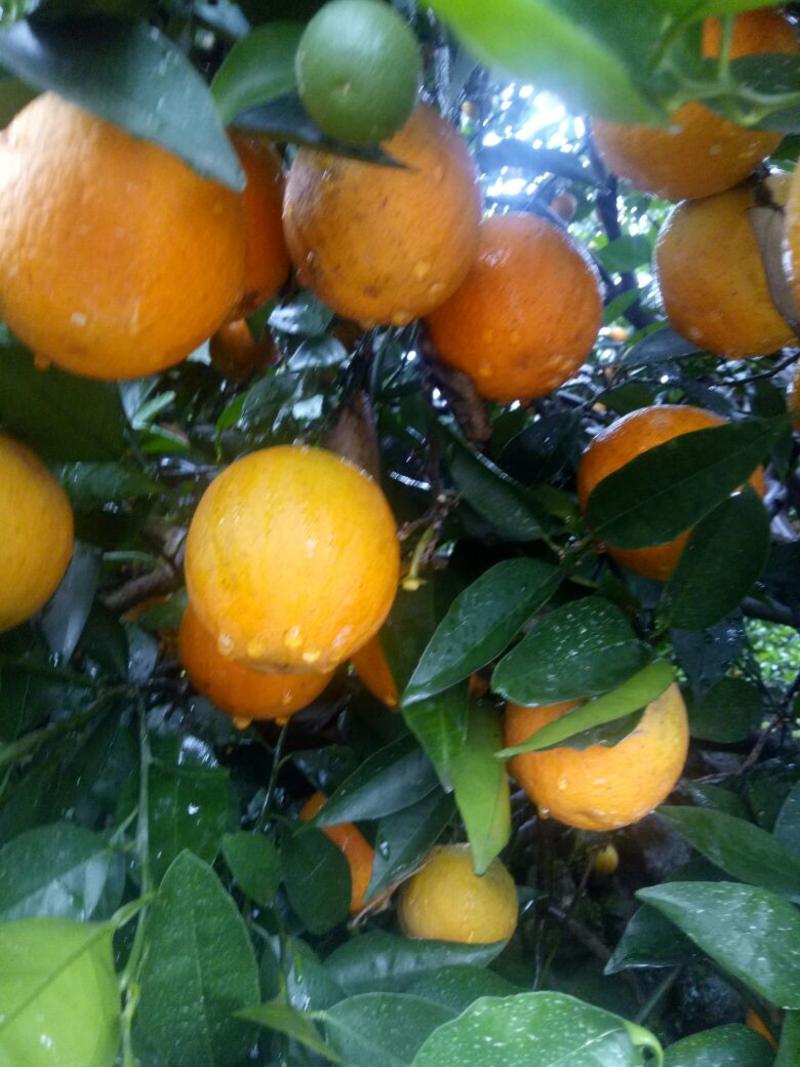 夏橙，秭归夏橙，万亩果园直供，夏天里的橙子口感甜，爆汁