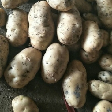 土豆大量上市