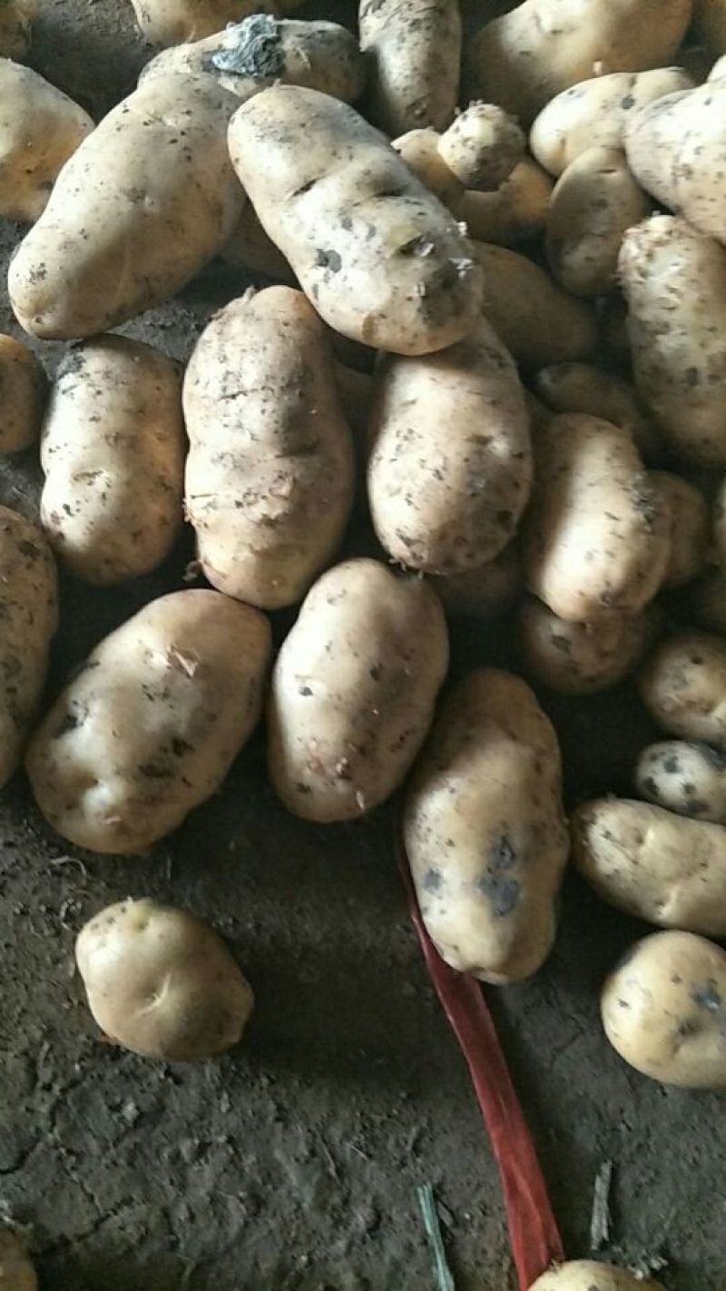 土豆大量上市