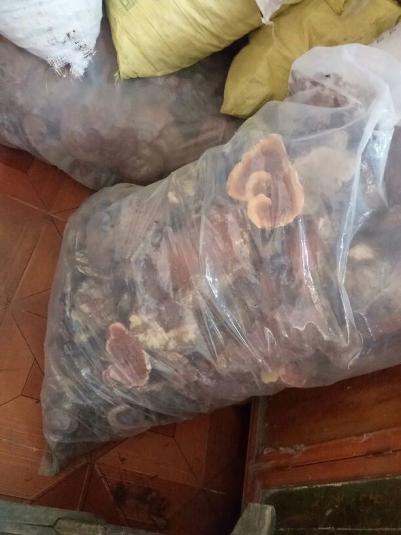 野生灵芝批发各种规格标准诚接各位老板