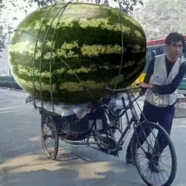 忻州西瓜