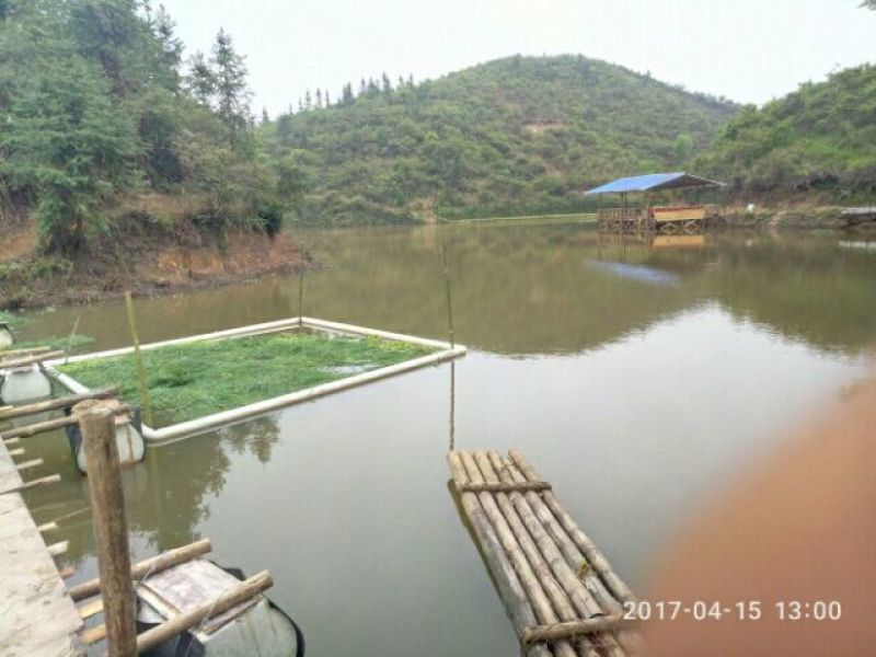 出售原塘草鱼，鲤鱼~