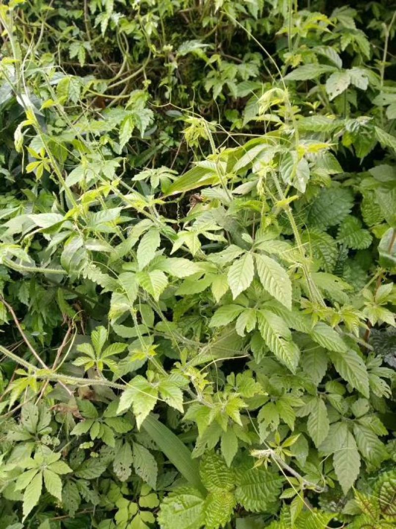 广西金秀大瑶山野生七叶绞股蓝茶