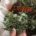 广西金秀大瑶山野生七叶绞股蓝茶