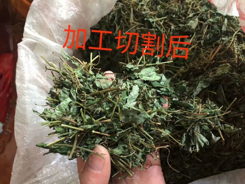 广西金秀大瑶山野生七叶绞股蓝茶