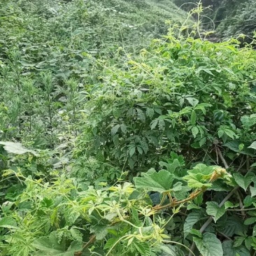 广西金秀大瑶山野生七叶绞股蓝茶