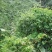 广西金秀大瑶山野生七叶绞股蓝茶