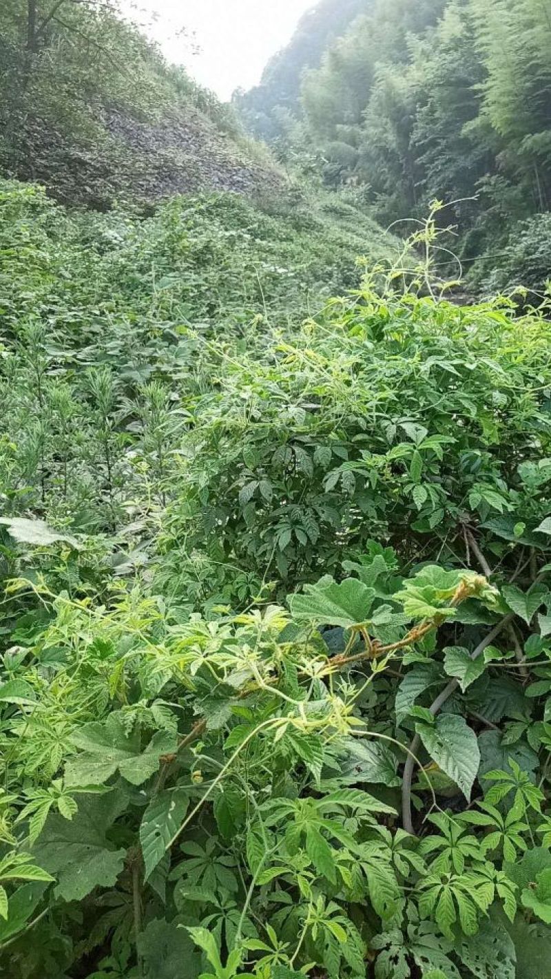 广西金秀大瑶山野生七叶绞股蓝茶