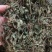 广西金秀大瑶山野生七叶绞股蓝茶