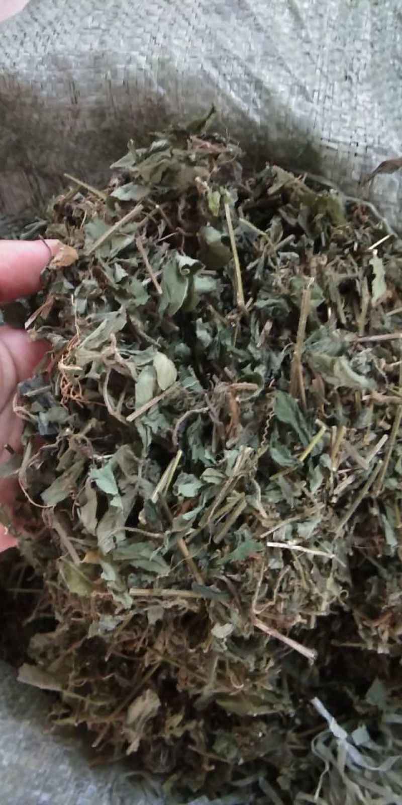 广西金秀大瑶山野生七叶绞股蓝茶
