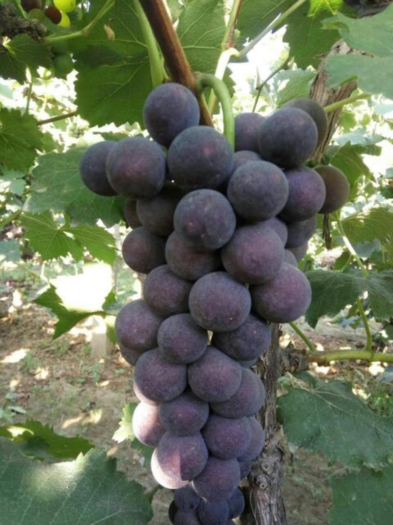 巨峰葡萄，河北辛集葡萄，甜度高，色好，颗粒均匀，