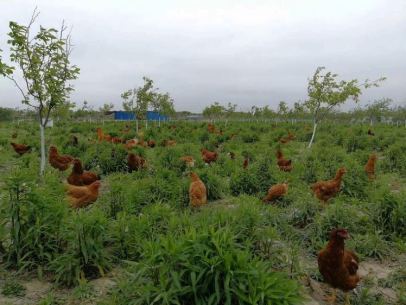 鸡蛋鸡2~3斤