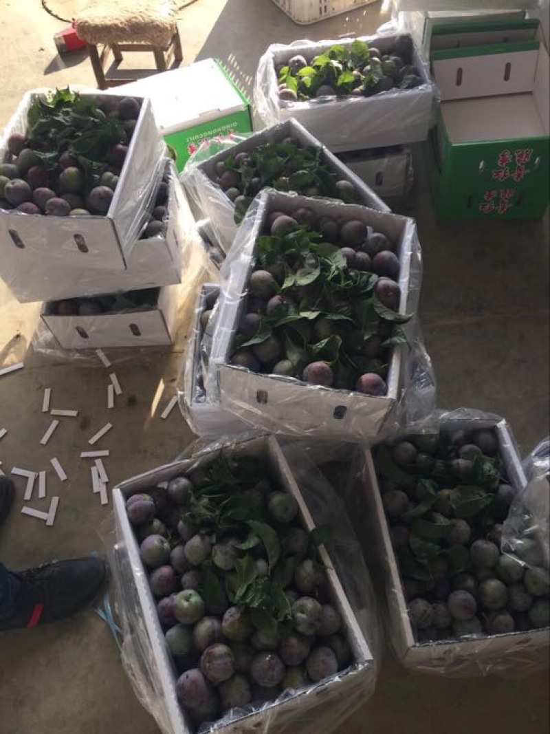 茂县晚熟凤凰李30~35mm个大，味足，口感甘甜