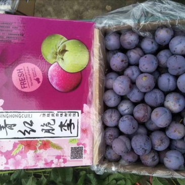 茂县晚熟凤凰李30~35mm个大，味足，口感甘甜