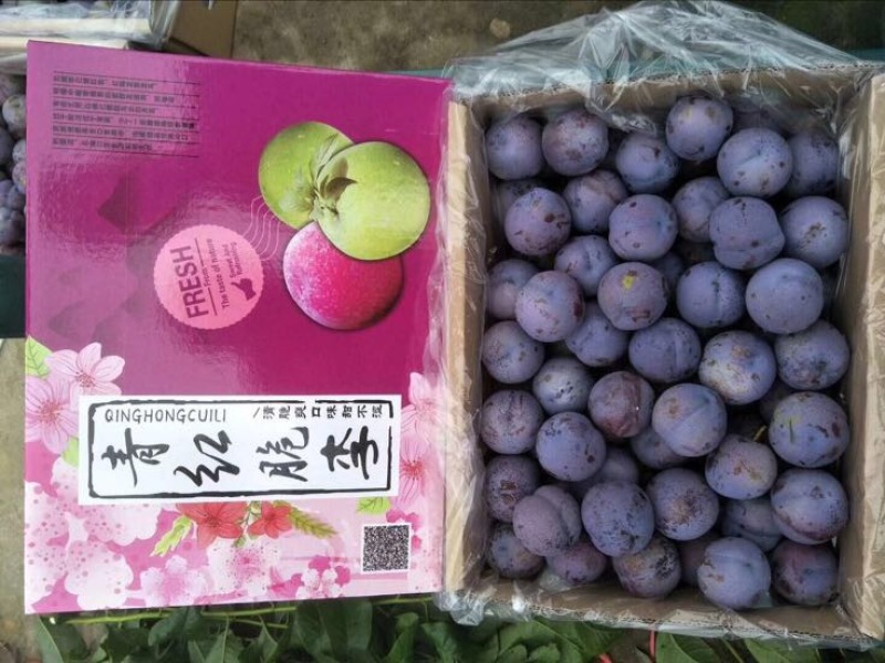 茂县晚熟凤凰李30~35mm个大，味足，口感甘甜