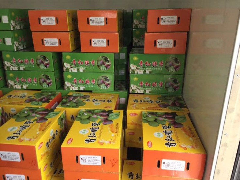 茂县晚熟凤凰李30~35mm个大，味足，口感甘甜