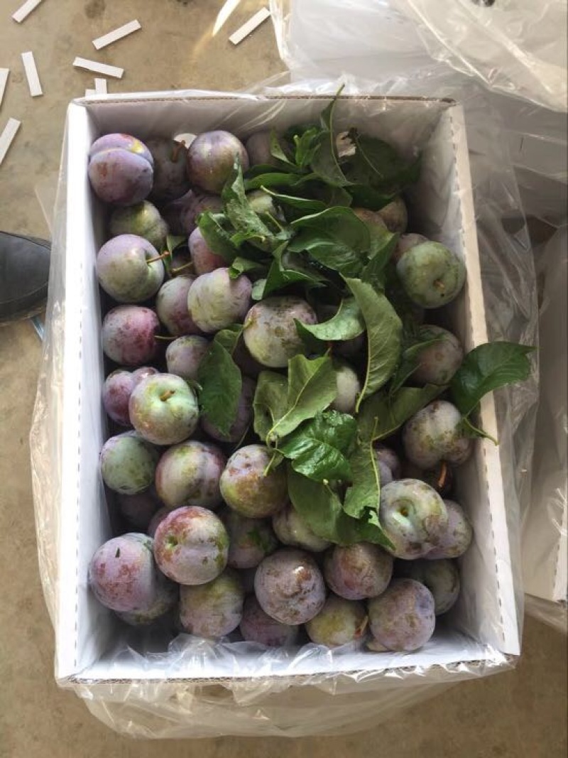 茂县晚熟凤凰李30~35mm个大，味足，口感甘甜