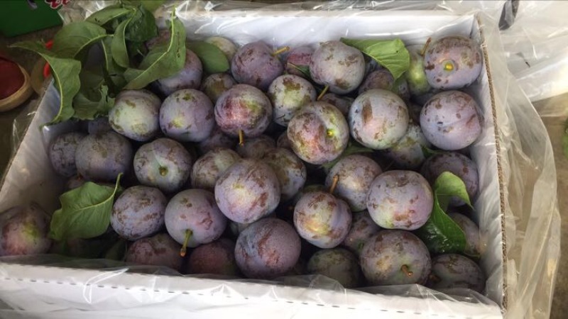 茂县晚熟凤凰李30~35mm个大，味足，口感甘甜
