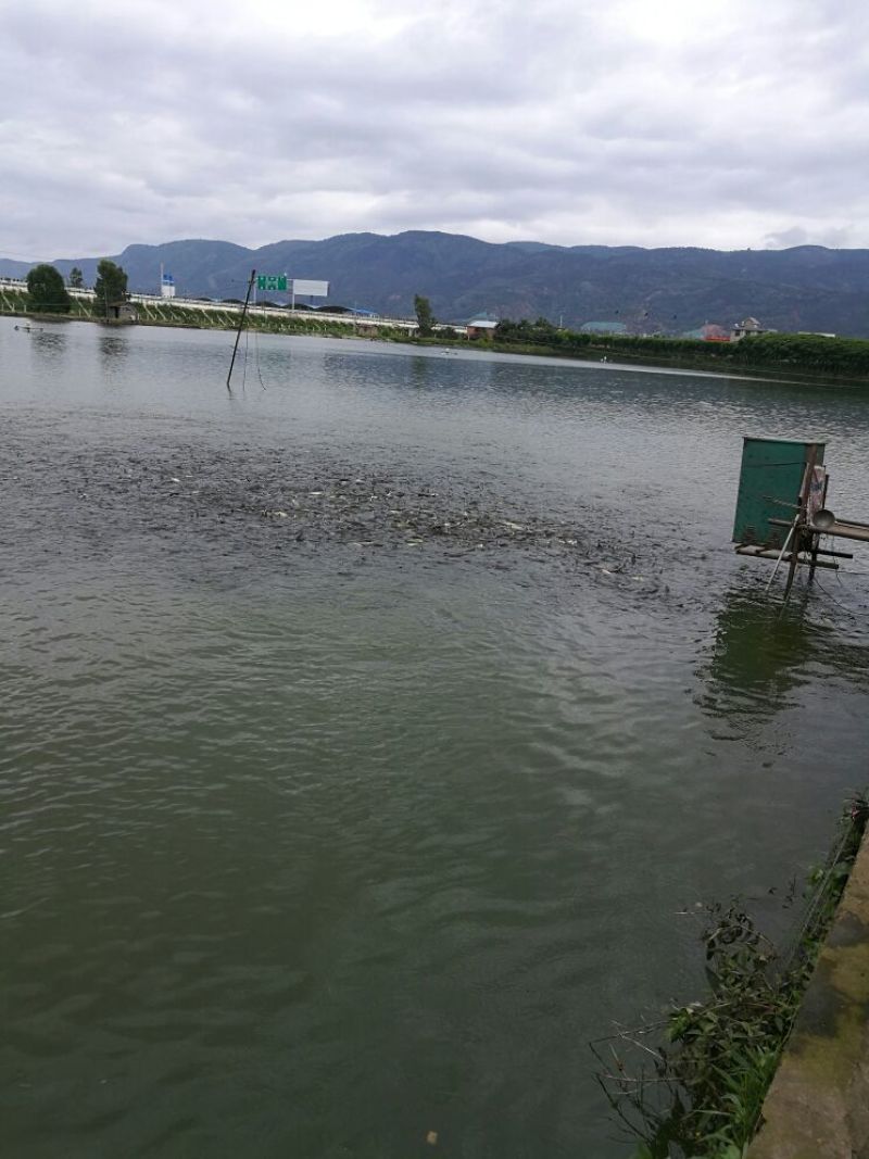 鲤鱼，鲤鱼苗，基地直发，提供养殖技术服量大可以免费送货。