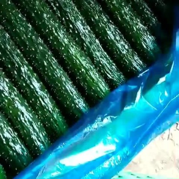 嫁接密刺油量黄瓜大量上市中需要的联系