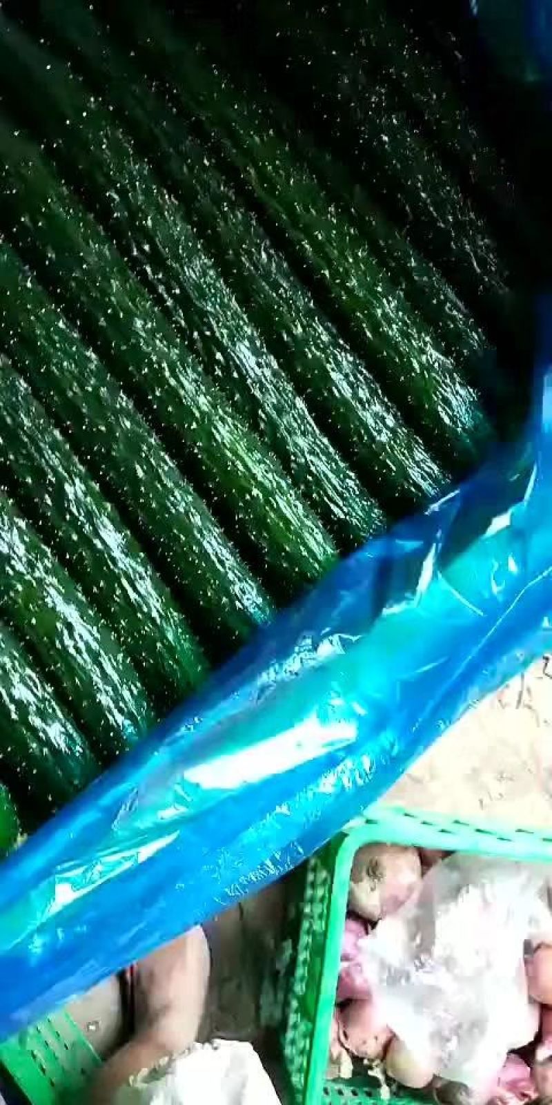 嫁接密刺油量黄瓜大量上市中需要的联系