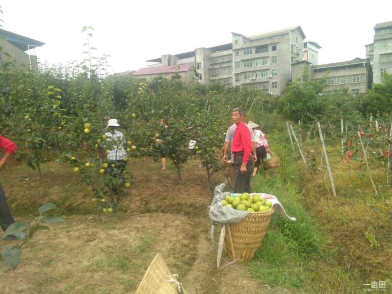 红心猕猴桃，青翠李，翠冠梨，皇冠梨