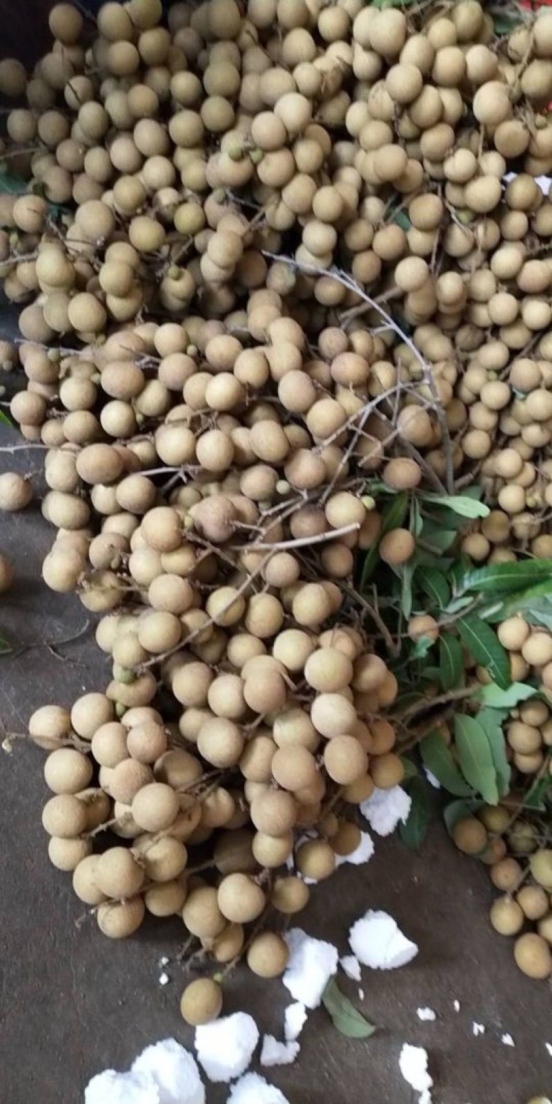 龙眼大量有货，石硖龙眼，储良龙眼