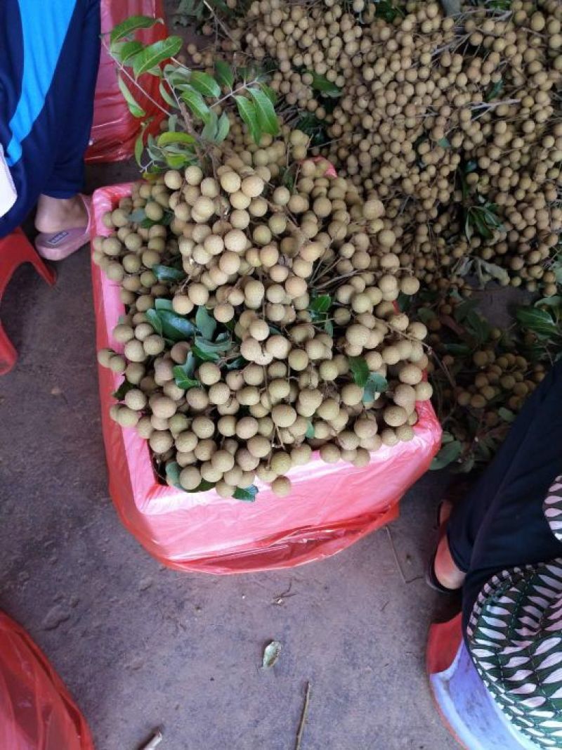 龙眼大量有货，石硖龙眼，储良龙眼
