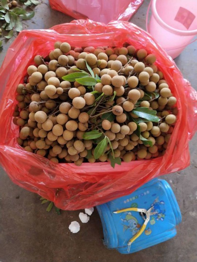 龙眼大量有货，石硖龙眼，储良龙眼