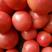精品硬粉西红柿大棚种植新鲜货源开始上市中！欢迎订购