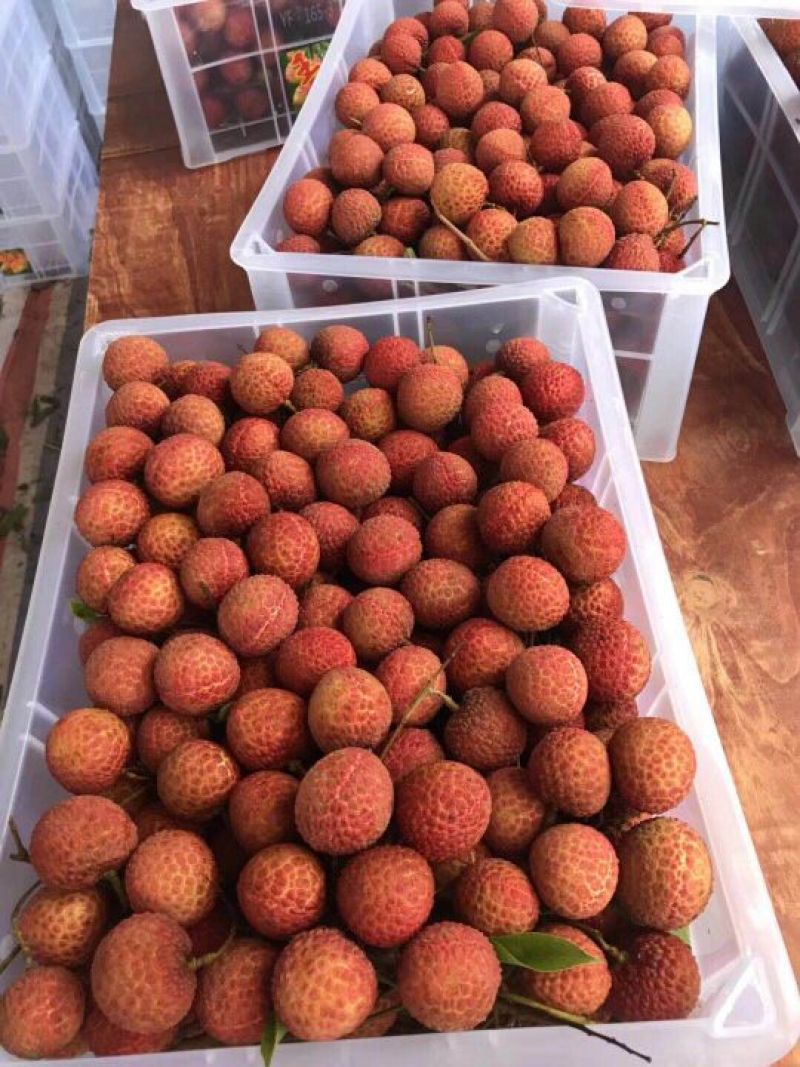 玉荷苞荔枝