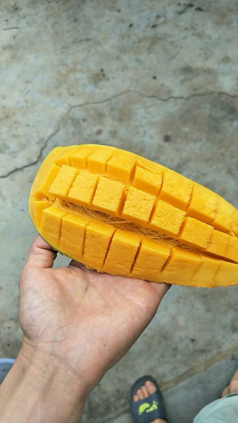 金白花