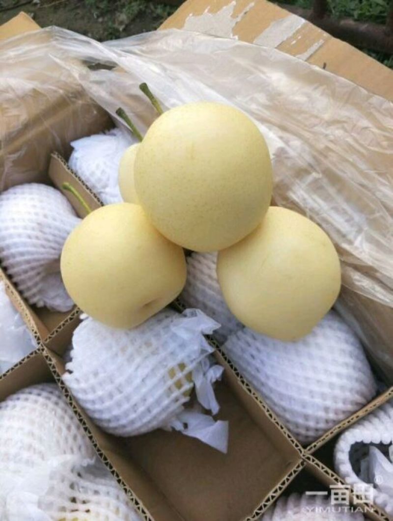 河北皇冠梨，皮薄芯小食用率高对接(电商，批发，商超市]等