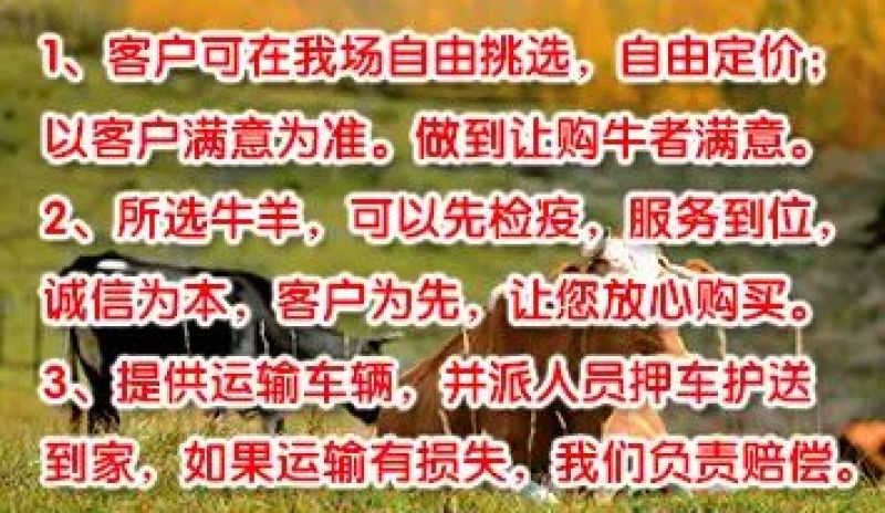 精品鲁西黄牛生长快，，