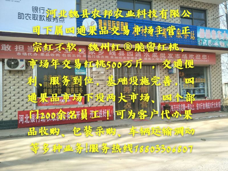红不软红桃大量上市