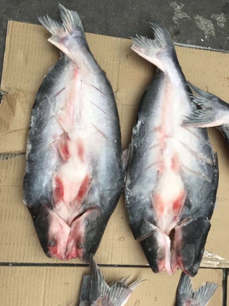 巴沙鱼，鱼肚。