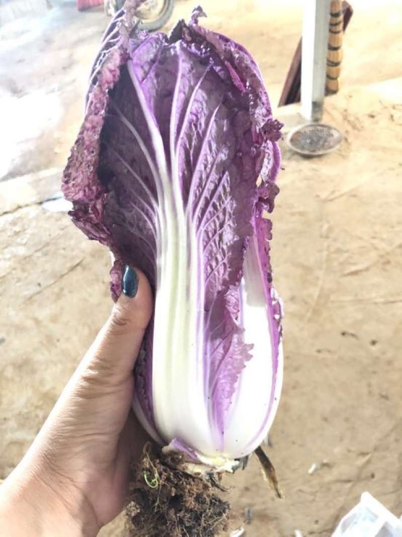紫白菜2~3斤精品净菜，小郭特菜