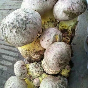 白葱菌会理特产野生蘑菇鲜干货