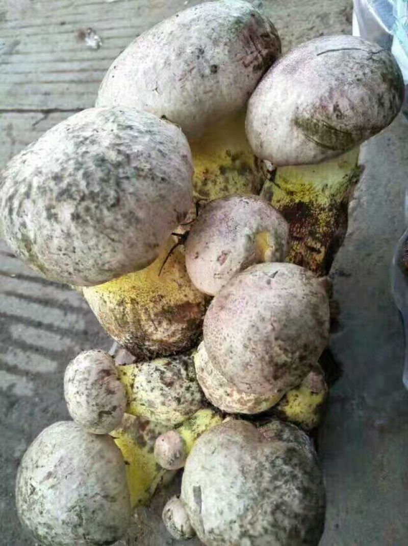 白葱菌会理特产野生蘑菇鲜干货