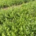 0.6到0.8金银花苗