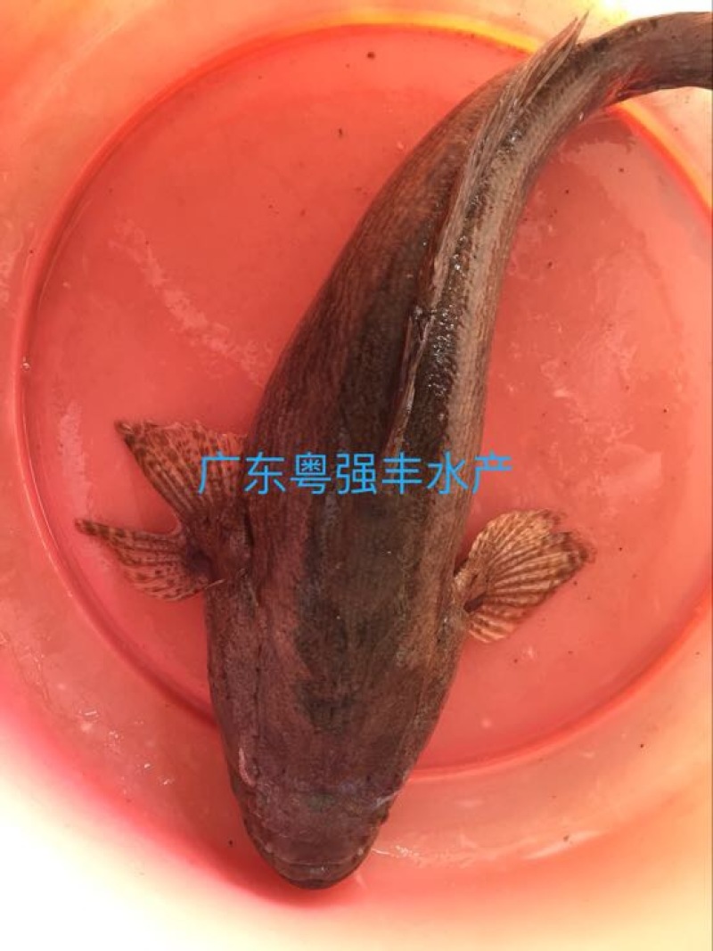 鱼苗养殖基地直售笋壳鱼苗广东笋壳鱼苗批发