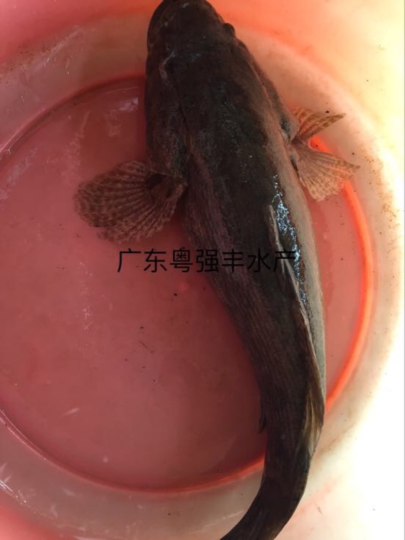 鱼苗养殖基地直售笋壳鱼苗广东笋壳鱼苗批发