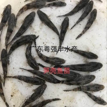 鱼苗养殖基地直售笋壳鱼苗广东笋壳鱼苗批发