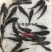 鱼苗养殖基地直售笋壳鱼苗广东笋壳鱼苗批发