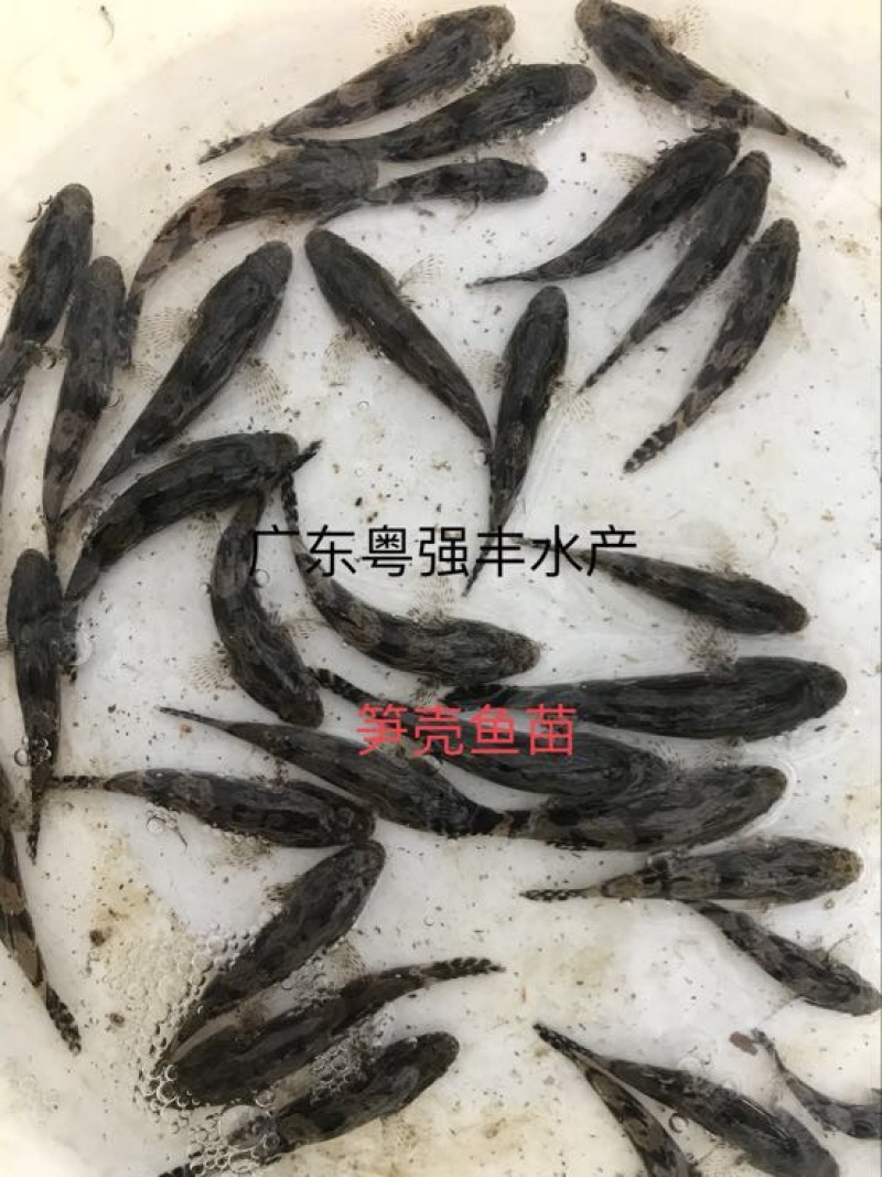 鱼苗养殖基地直售笋壳鱼苗广东笋壳鱼苗批发